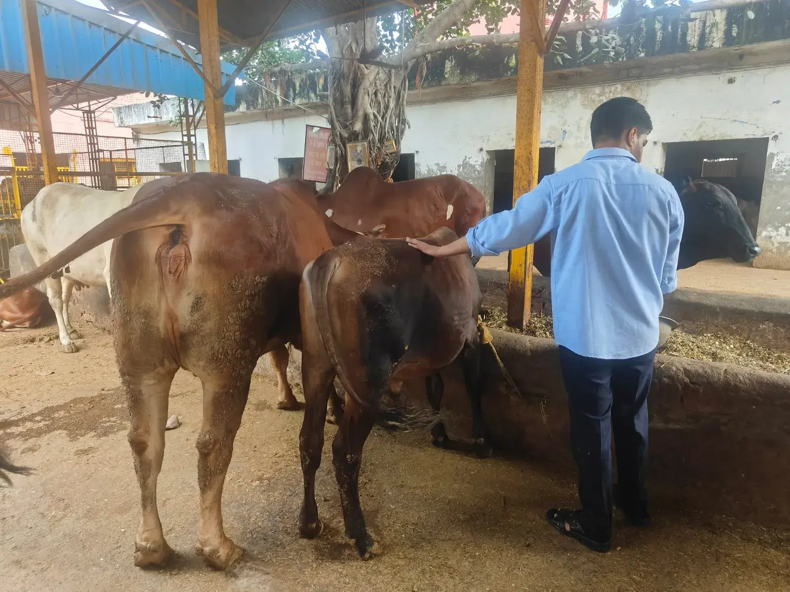 Gaushala Seva